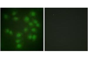 Immunofluorescence (IF) image for anti-Pituitary Tumor-Transforming 1 (PTTG1) (AA 111-160) antibody (ABIN2889371) (PTTG1 Antikörper  (AA 111-160))