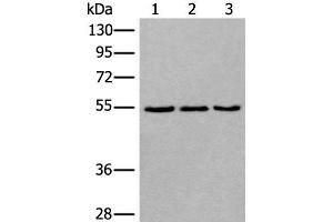 Western blot analysis of 293T NIH/3T3 and K562 cell lysates using WDSUB1 Polyclonal Antibody at dilution of 1:500 (WDSUB1 Antikörper)