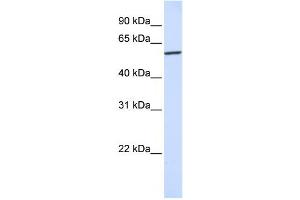Western Blotting (WB) image for anti-Karyopherin (Importin) alpha 4 (KPNA4) antibody (ABIN2459795) (KPNA4 Antikörper)
