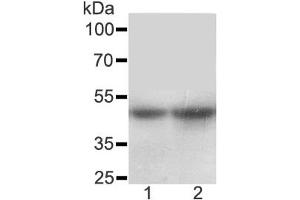 Western blot testing of SLC10A1 antibody and Lane 1:  rat liver