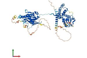 AlphaFold protein structure predicition of Mouse Recombinant Flcn Protein, UniprotID Q8QZS3