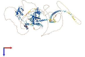 SMARCC1 Protein (AA 1-1104) (His tag)