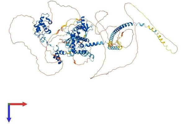 SMARCC1 Protein (AA 1-1104) (His tag)