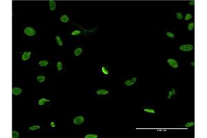 Immunofluorescence (IF) image for anti-Parathymosin (PTMS) (AA 1-102) antibody (ABIN1327082)