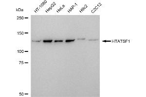 Western blotting analysis using HTATSF1 antibody (ABIN7798984).