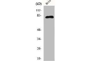 Western Blot analysis of Hela cells using Eps8L2 Polyclonal Antibody (EPS8-Like 2 Antikörper  (N-Term))