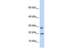 Image no. 1 for anti-OCIA Domain Containing 2 (OCIAD2) (AA 72-121) antibody (ABIN6741201) (OCIAD2 Antikörper  (AA 72-121))