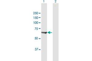 Western Blot analysis of PTPN6 expression in transfected 293T cell line by PTPN6 MaxPab polyclonal antibody. (SHP1 Antikörper  (AA 1-595))