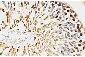 Immunohistochemistry of paraffin-embedded Rat testis using CYP1A1 Polyclonal Antibody at dilution of 1:200 (40x lens). (CYP1A1 Antikörper)