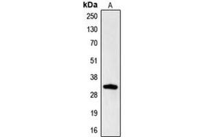 Western blot analysis of Hydrophobestin expression in HL60 (A) whole cell lysates. (CGREF1 Antikörper  (N-Term))