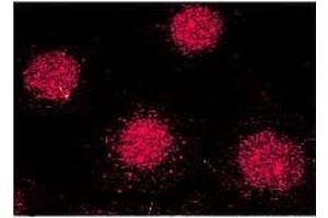 Immunocytochemistry/Immunofluorescence analysis using Mouse Anti-FKBP52 Monoclonal Antibody, Clone Hi52C . (FKBP4 Antikörper  (Atto 390))