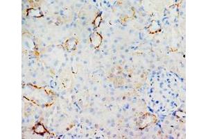 Immunohistochemical analysis of paraffin embedded rat kidney sections, staining MIF in cytoplasm, DAB chromogenic reaction (MIF Antikörper  (C-Term))