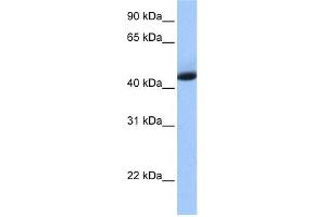 KHDRBS1 antibody used at 1 ug/ml to detect target protein. (KHDRBS1 Antikörper  (N-Term))