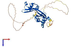 AMMECR1 Protein (AA 1-333) (His tag)