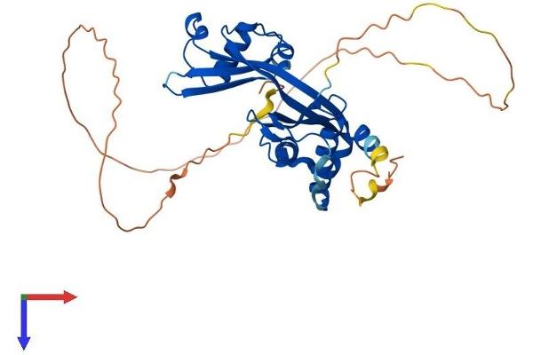 AMMECR1 Protein (AA 1-333) (His tag)