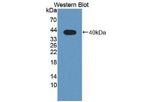 Figure. (PLSCR4 Antikörper  (AA 1-299))
