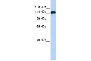 KIAA0182 antibody used at 1 ug/ml to detect target protein. (GSE1/KIAA0182 Antikörper  (N-Term))