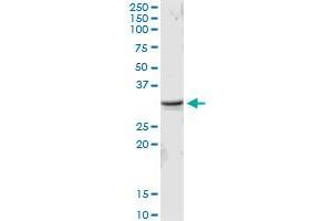 MED6 MaxPab rabbit polyclonal antibody. (MED6 Antikörper  (AA 1-246))