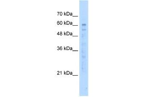 WB Suggested Anti-KIAA0494 Antibody Titration:  5. (KIAA0494 Antikörper  (N-Term))