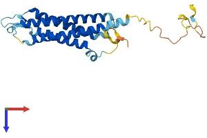 SYNGR2 Protein (AA 1-224) (His tag)