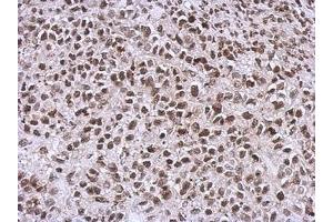 Image no. 1 for anti-NCK Adaptor Protein 1 (NCK1) (AA 53-333) antibody (ABIN1499652) (NCK1 Antikörper  (AA 53-333))
