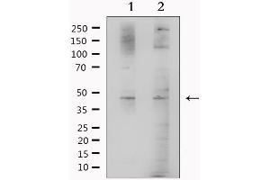 Western blot analysis of extracts from various samples, using BHMT Antibody. (BHMT Antikörper  (C-Term))