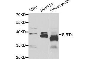 Western blot analysis of extracts of various cell lines, using SIRT4 antibody. (SIRT4 Antikörper)
