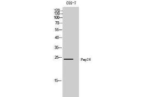 Western Blotting (WB) image for anti-Peroxisomal Membrane Protein 4 (PXMP4) (N-Term) antibody (ABIN3186511) (PXMP4 Antikörper  (N-Term))