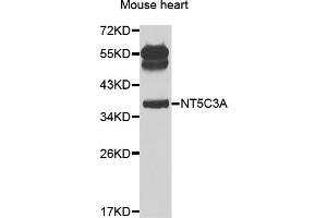 Western blot analysis of extracts of mouse heart, using NT5C3A antibody (ABIN2564236) at 1:1000 dilution. (NT5C3 Antikörper)