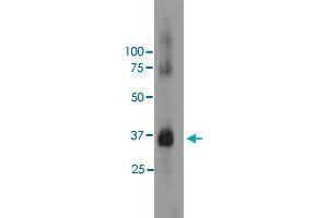 Western blot analysis of bovine retinal extracts using RHO monoclonal antibody, clone A531  at 1:5000 dilution. (Rho-related GTP-binding protein Antikörper)