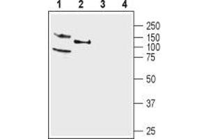 Western blot analysis of rat (lanes 1 and 3) and mouse (lanes 2 and 4) brain membranes: - 1,2.