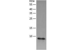 Western Blotting (WB) image for Costars family protein ABRACL (ABRACL) (AA 1-81) protein (His tag) (ABIN7122487) (ABRACL/C6orf115 Protein (AA 1-81) (His tag))