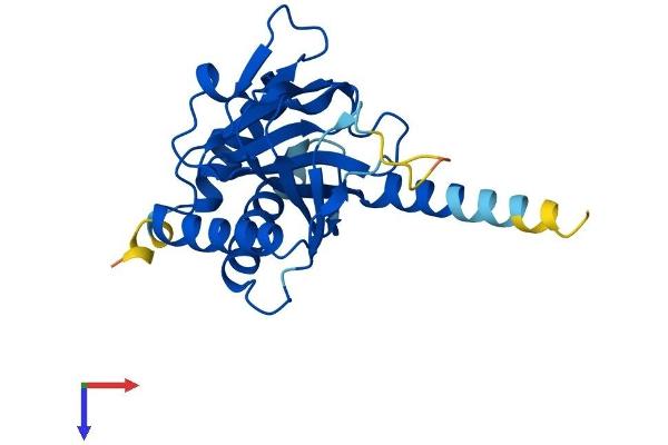 EGLN3 Protein (AA 1-239) (His tag)