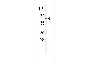 ZFP30 Antikörper  (N-Term)