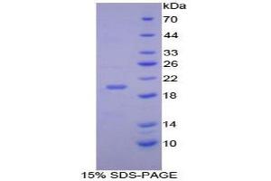 SDS-PAGE analysis of Mouse C/EBP gamma Protein. (CEBPG Protein)