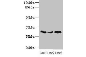 Western blot All lanes: NDUFS3 antibody at 1. (NDUFS3 Antikörper  (AA 37-264))