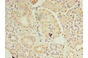 Immunohistochemistry of paraffin-embedded human pancreatic tissue using ABIN7144199 at dilution of 1:100 (ASB8 Antikörper  (AA 12-288))