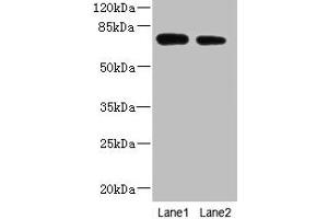 Western blot All lanes: NBPF3 antibody at 1. (NBPF3 Antikörper  (AA 1-252))
