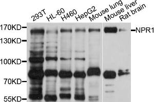 Western blot analysis of extracts of various cell lines, using NPR1 antibody (ABIN4904568) at 1:1000 dilution. (NPR1 Antikörper)