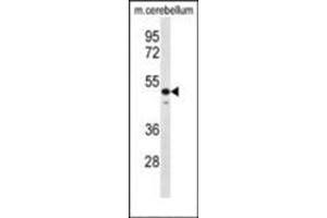 Western blot analysis in Mouse cerebellum tissue lysates (35 µg/lane using STAMBP Antibody (C-term) Cat. (STAMBP Antikörper  (C-Term))