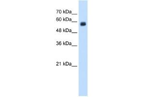 Western Blotting (WB) image for anti-C-Type Lectin Domain Family 4, Member M (CLEC4M) (N-Term) antibody (ABIN2775393)