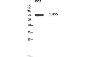 Western Blot (WB) analysis of K562 using CD156c antibody. (ADAM10 Antikörper)