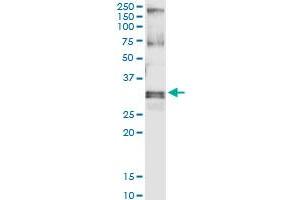 Immunoprecipitation of HUS1 transfected lysate using anti-HUS1 MaxPab rabbit polyclonal antibody and Protein A Magnetic Bead , and immunoblotted with HUS1 purified MaxPab mouse polyclonal antibody (B01P) . (HUS1 Antikörper  (AA 1-280))
