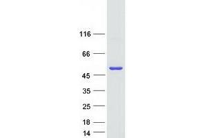 Validation with Western Blot