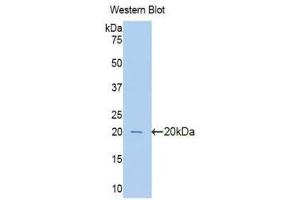 Western Blotting (WB) image for anti-Pim-1 Oncogene (PIM1) (AA 122-261) antibody (ABIN1078443) (PIM1 Antikörper  (AA 122-261))