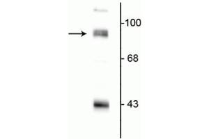 Western blot of rat hippocampal lysate showing specific immunolabeling of the ~95 kDa PSD-95 protein. (DLG4 Antikörper  (N-Term))