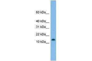 WB Suggested Anti-HES5 Antibody Titration: 0. (HES5 Antikörper  (Middle Region))