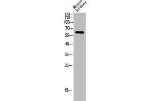 Western blot analysis of Mouse-kidney lysis using ARMCX2 antibody. (ARMCX2 Antikörper  (Internal Region))