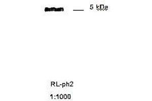 Immunoblotting of RL ph2 recognizing M13 phage coat protein g8p (Coat Protein g8p Antikörper)