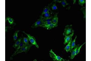 Immunofluorescent analysis of Hela cells using ABIN7160488 at dilution of 1:100 and Alexa Fluor 488-congugated AffiniPure Goat Anti-Rabbit IgG(H+L) (Myeloperoxidase Antikörper  (AA 165-278))